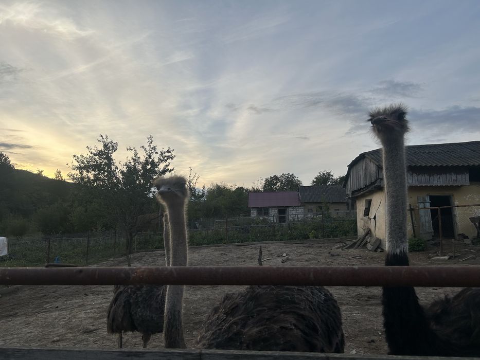 Familie de struti