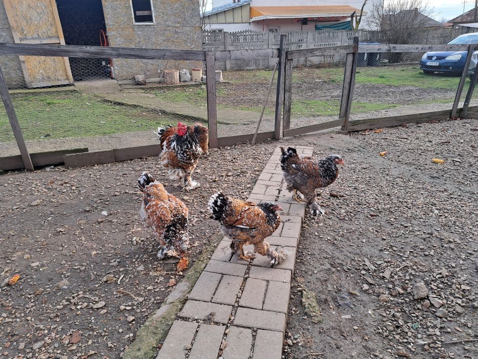 Vand oua incubat brahma portelan