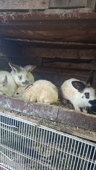 Vând iepuri : hycole francez , uriaș german ,  cap de leu