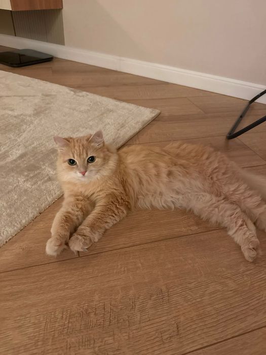 Кошка в добрые руки