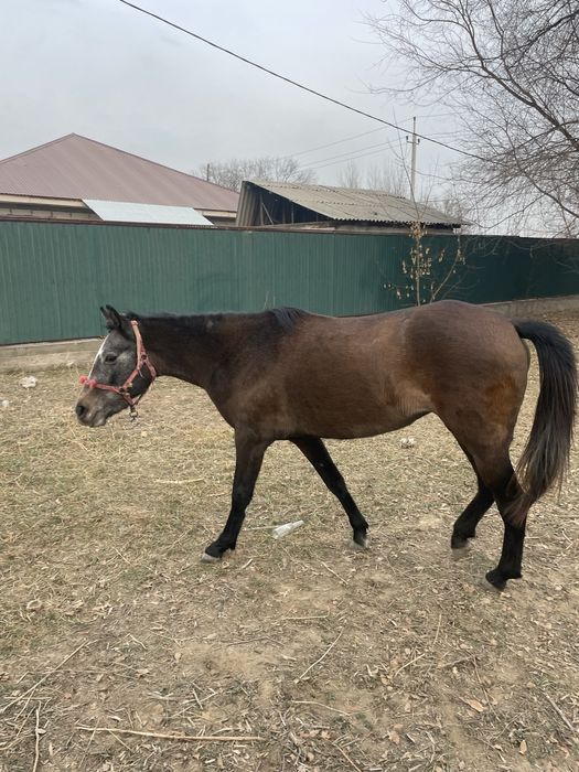 Продам лошадь байтал