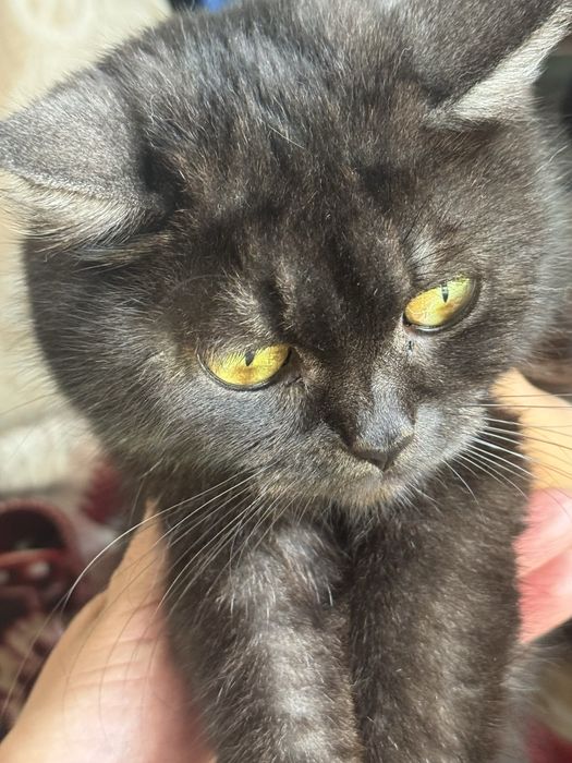 Отдам котят в хорошие руки
