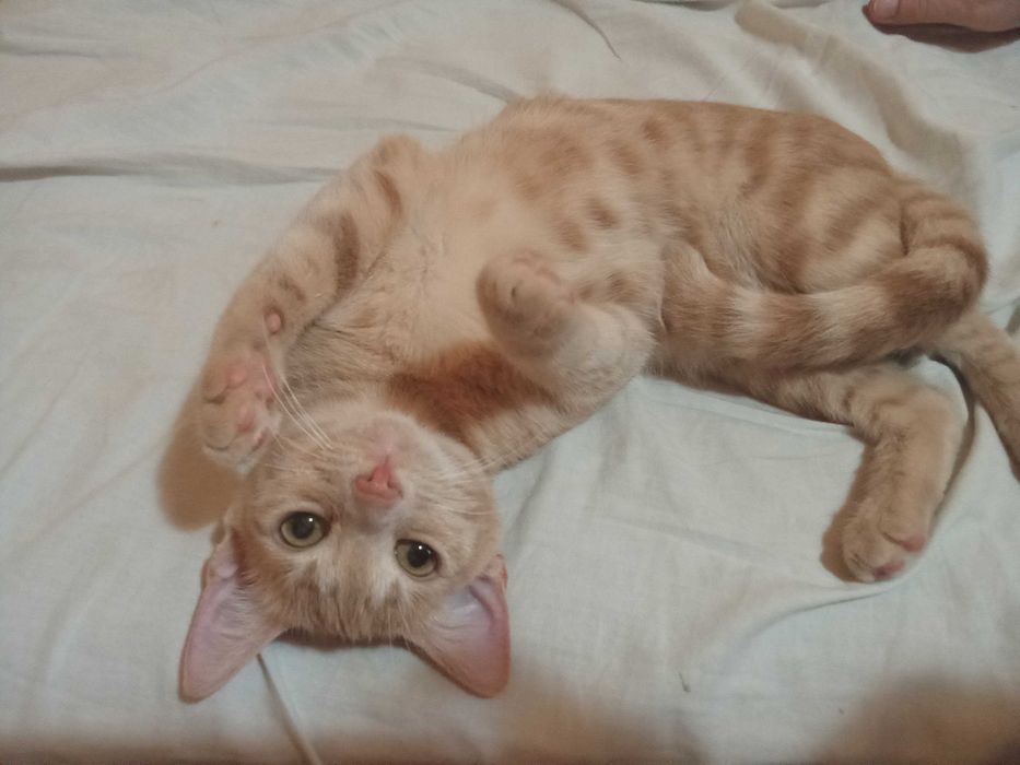 Котенца от Каварна тирсят дом