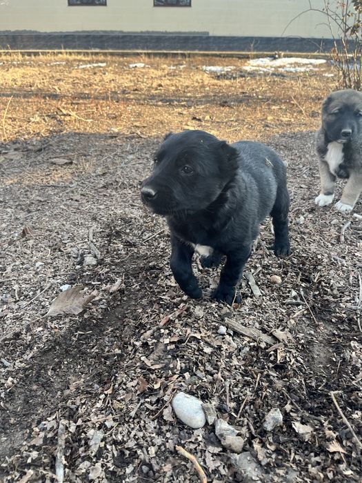 Азиат&Алабай күшіктер