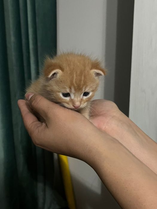 Продам котят вислоухие