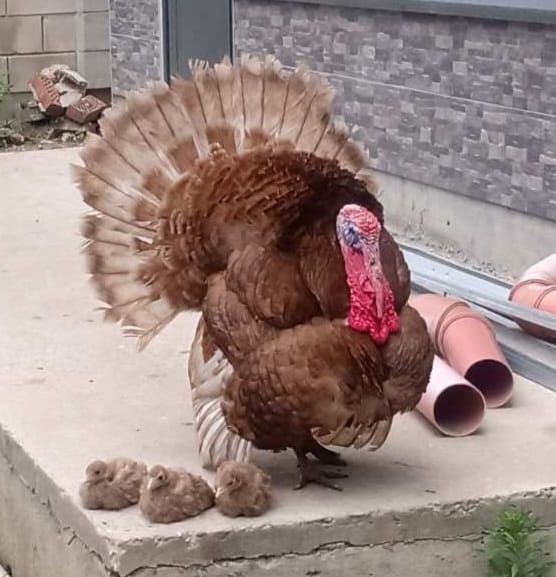 ЯЙЦА от пуйки, порода "Ред бърбън"