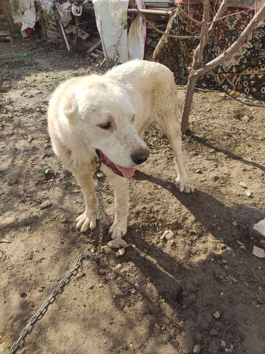 Alabay erkak 11 oyli