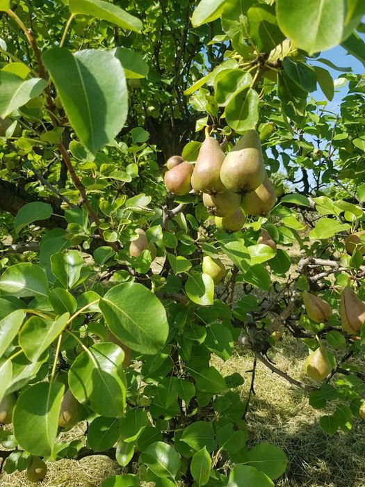 Продава се Земеделски имот в Видин, Химик -  кв.м за 4590 €/дка - Снимка #2