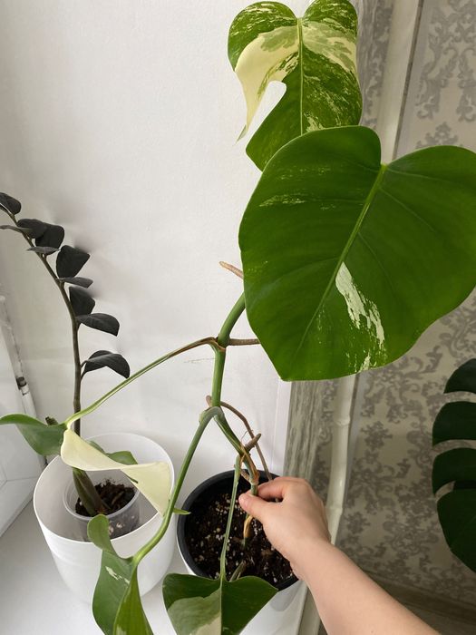 Монстера Альба комнатные растения