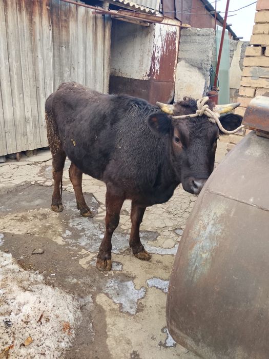 Продам жирную тёлку