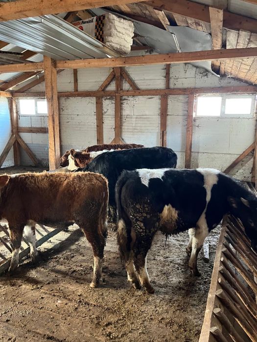 Vand 4 vitele si un tauras