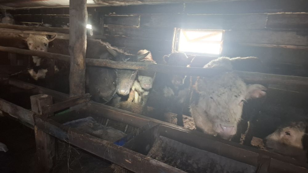 Продам бычков 1.5-2г