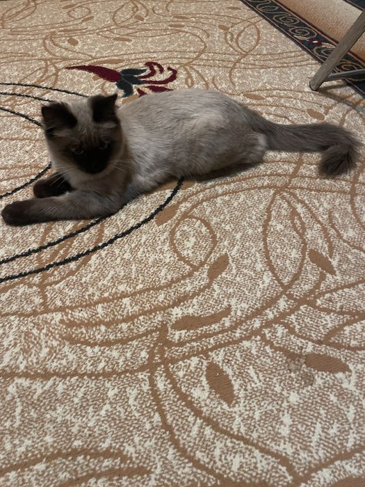 Продается сиамский кот
