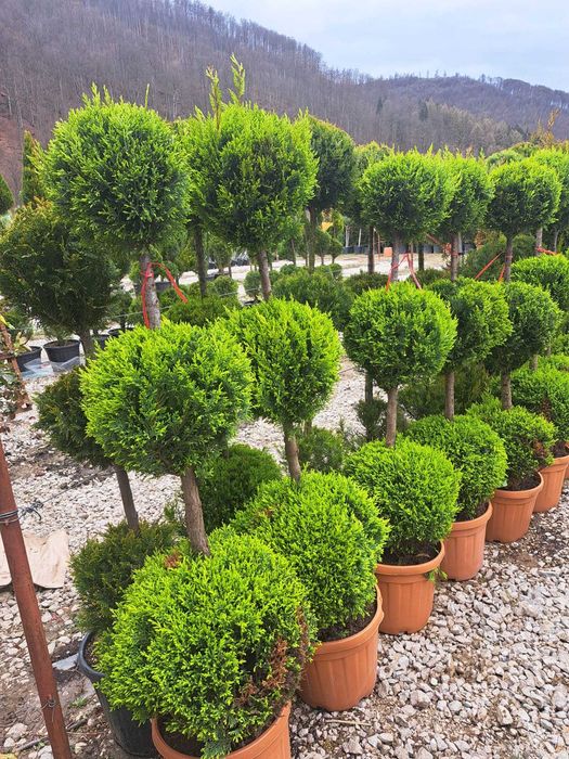 Gazon, magnolie, pon pon, bonsai, prunus, catalpa, Tuia.