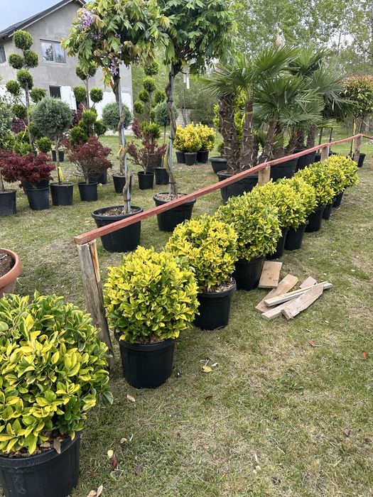 Amenajari gradini / Plante gard viu