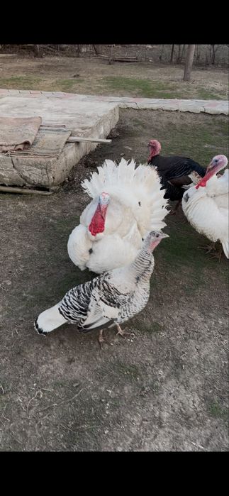 Индюки !! Индюки!!