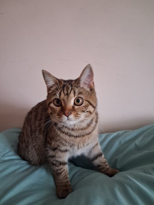 Өте тәртіпті мысық