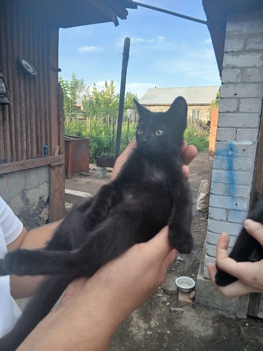 Отдам в добрые руки котят