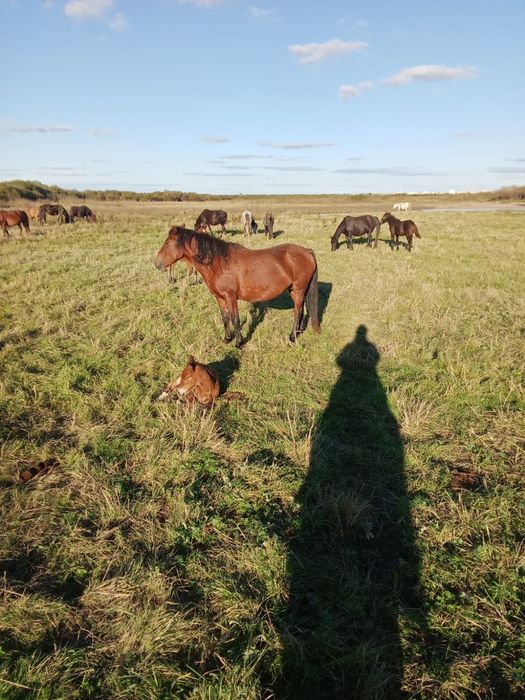 Продам срочро Бие с жеребенком