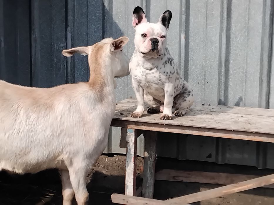 Франсуский  булдок вязка