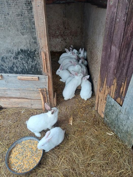 Зайци за разплод и за месо