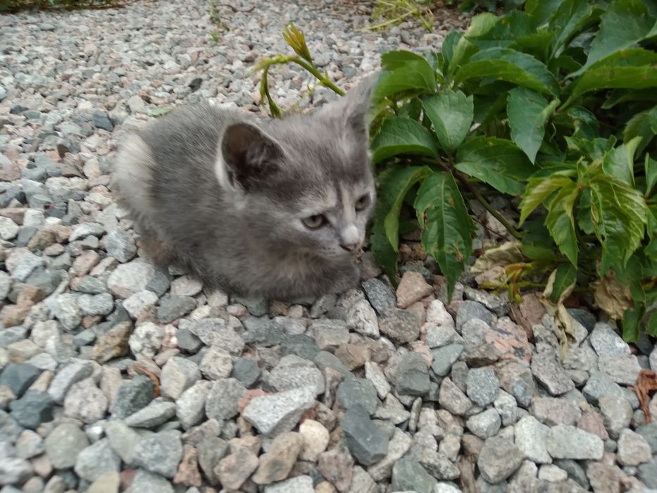 Котятки в добрые руки