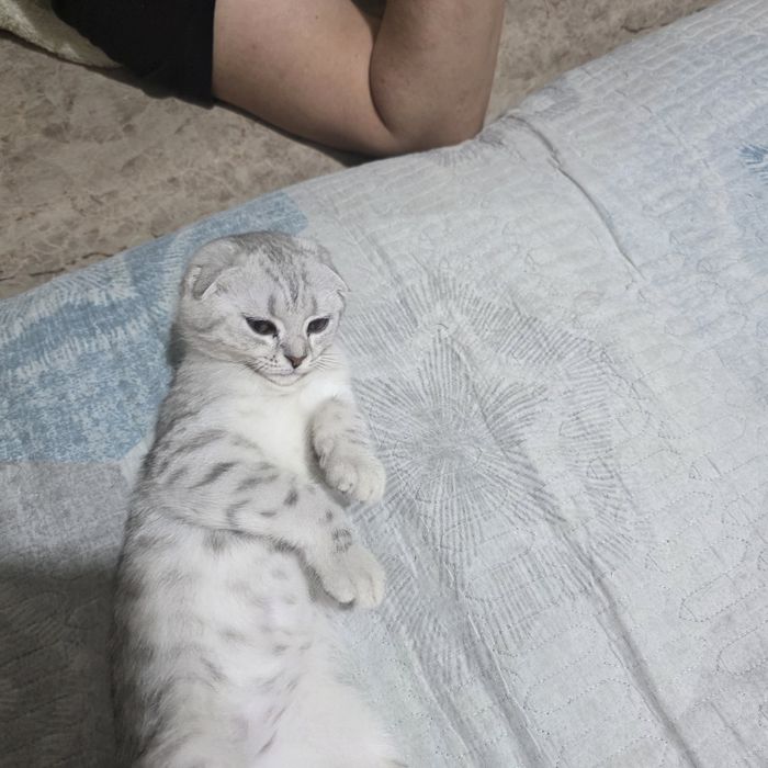 Продам котенка скотиш фолд