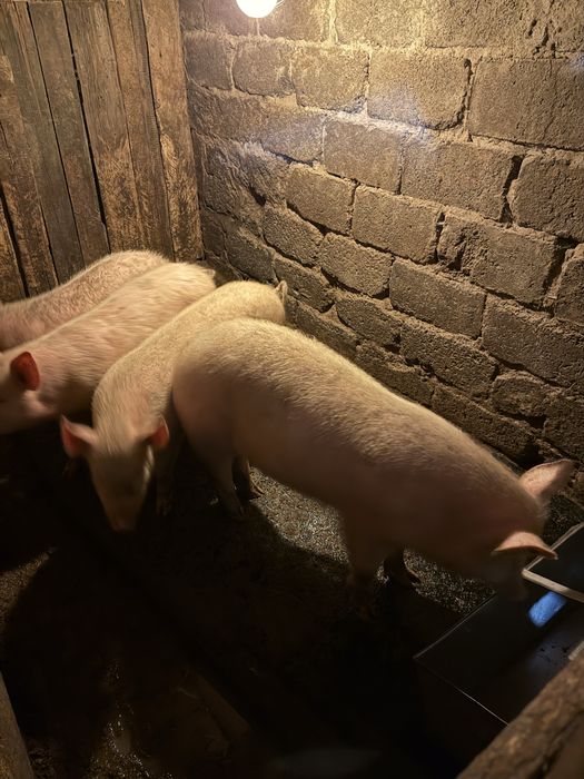 Продам свиней на доращивание