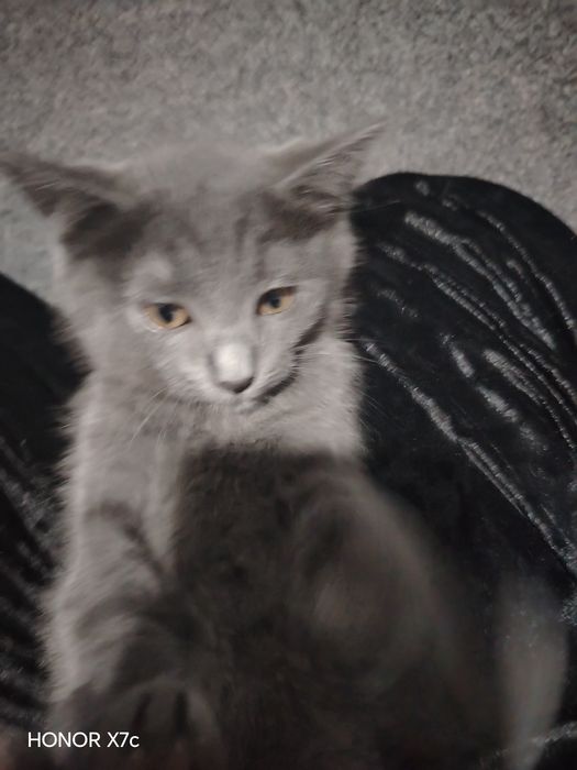 2.5 ойлик страйт