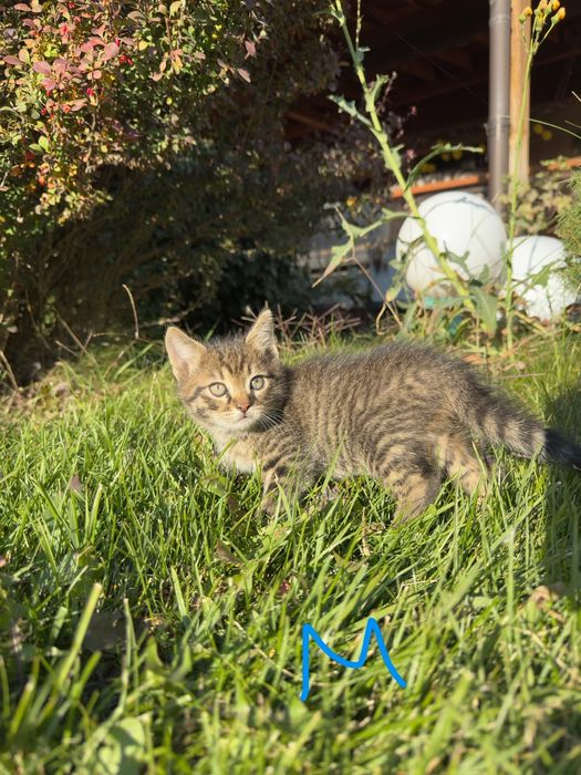 Котята от кошки крысыловки
