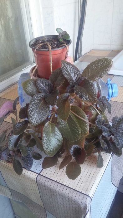 Эписция комнатная