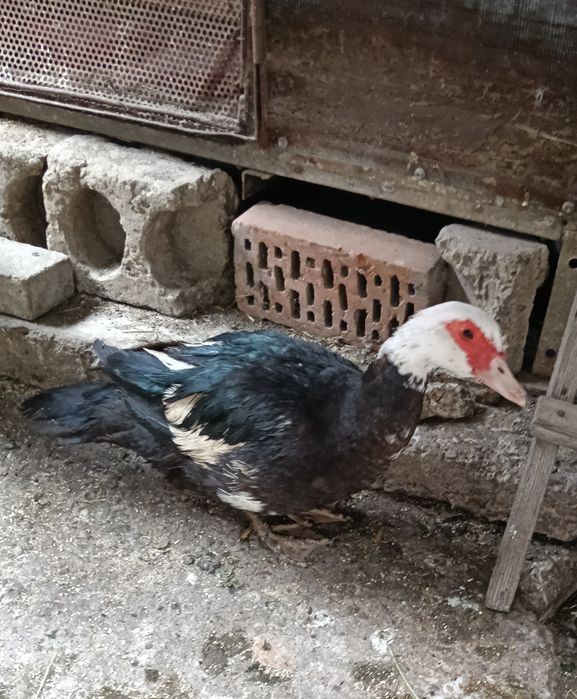 Rata leșească ciocolatie+bălțată+ rățoi negru