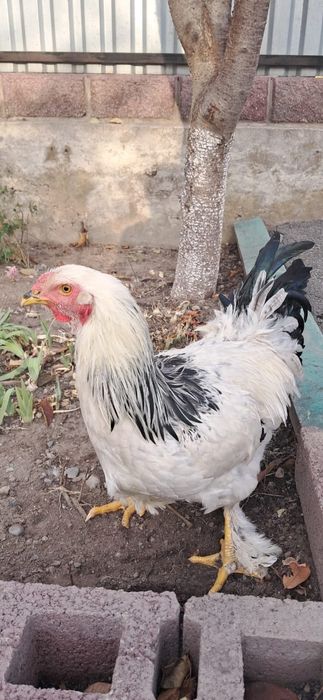 Продам петухов Брама