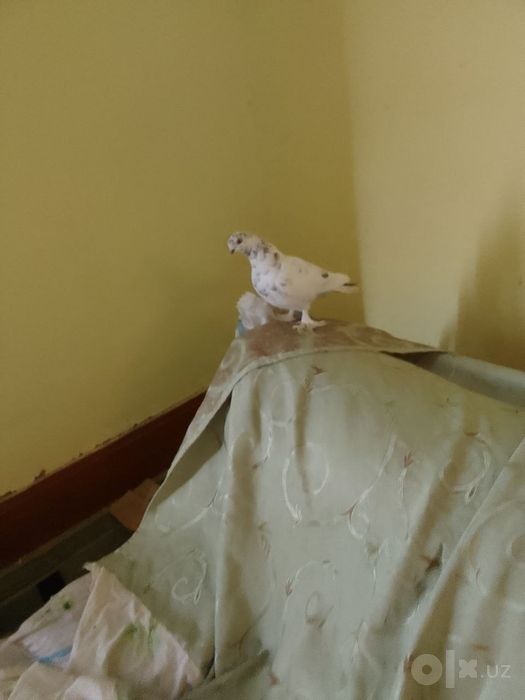 Kabutar sotiladi yana kelishamiz