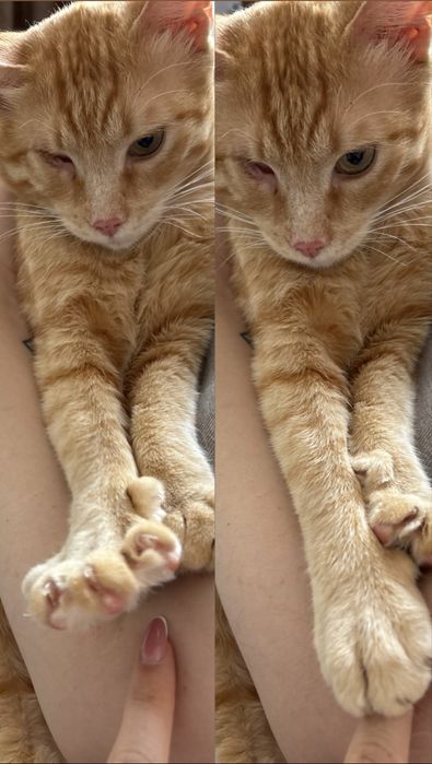 Особенный котик ищет дом