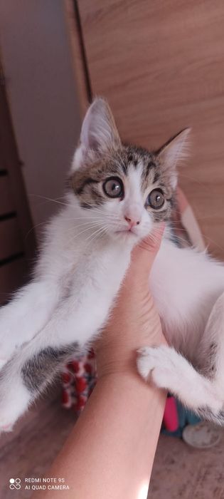 Отдам милых котят в добрые руки