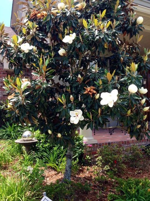 Magnolia Grandiflora Goliat la ghiveci anul 4