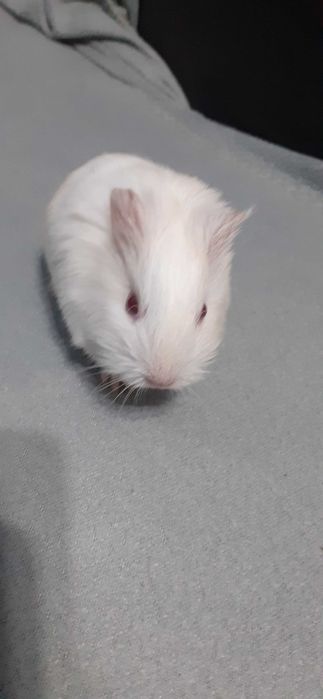 Donez porcușor de Guineea – alb