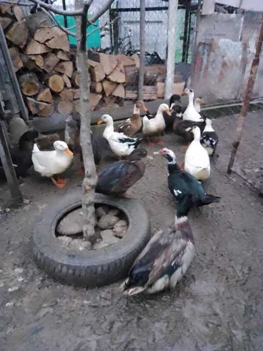 Rate outoare românești