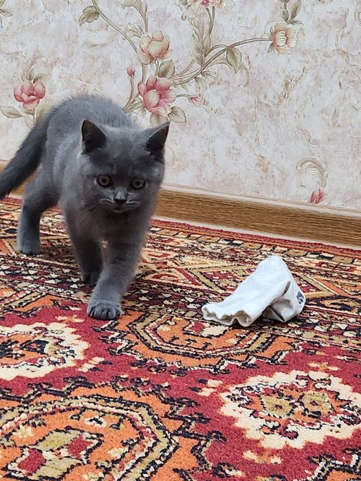 Кошка скотиш страйт срочно