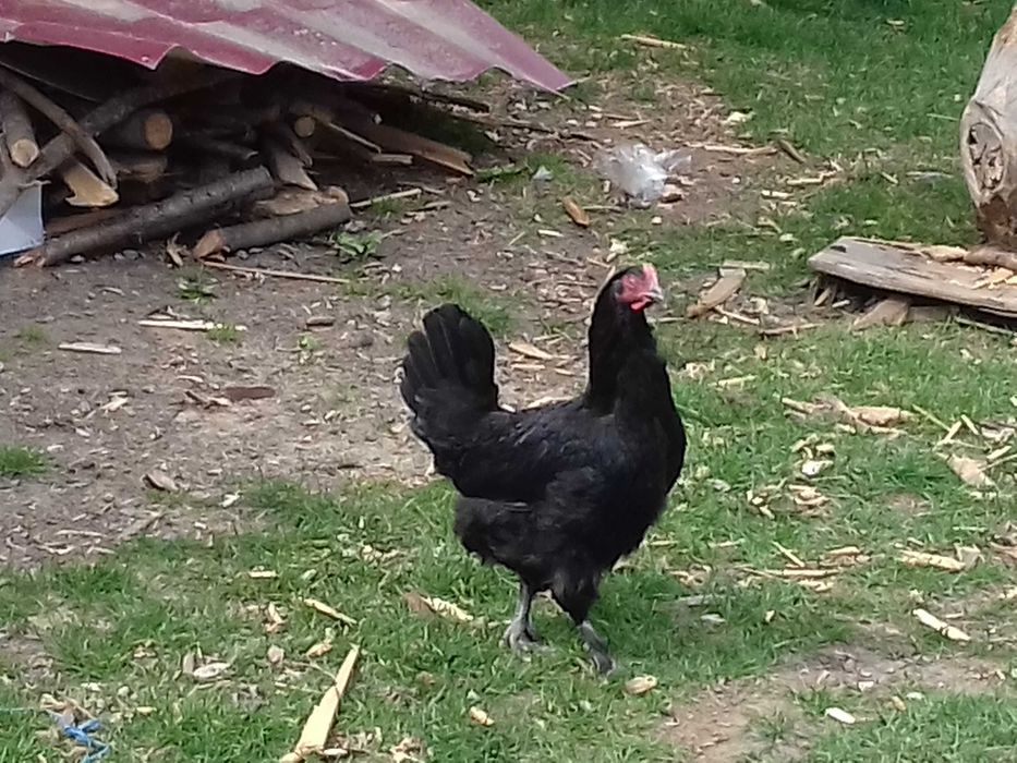 Vand o găină puicuta marans negru-arămiu