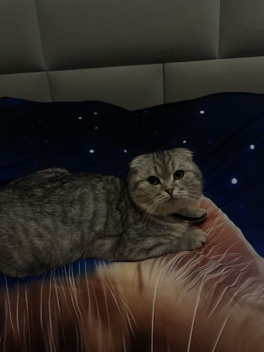 Вязка британского котика