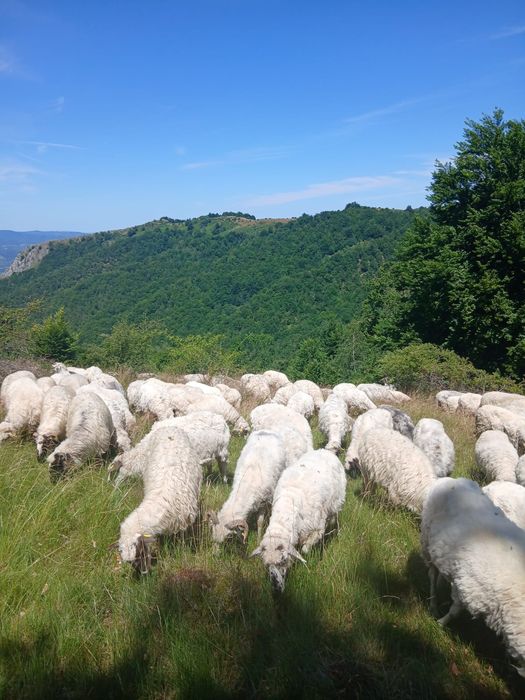Brânză de oaie din Banat de la munte din vara