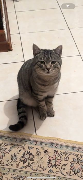 Кот домашний 2года