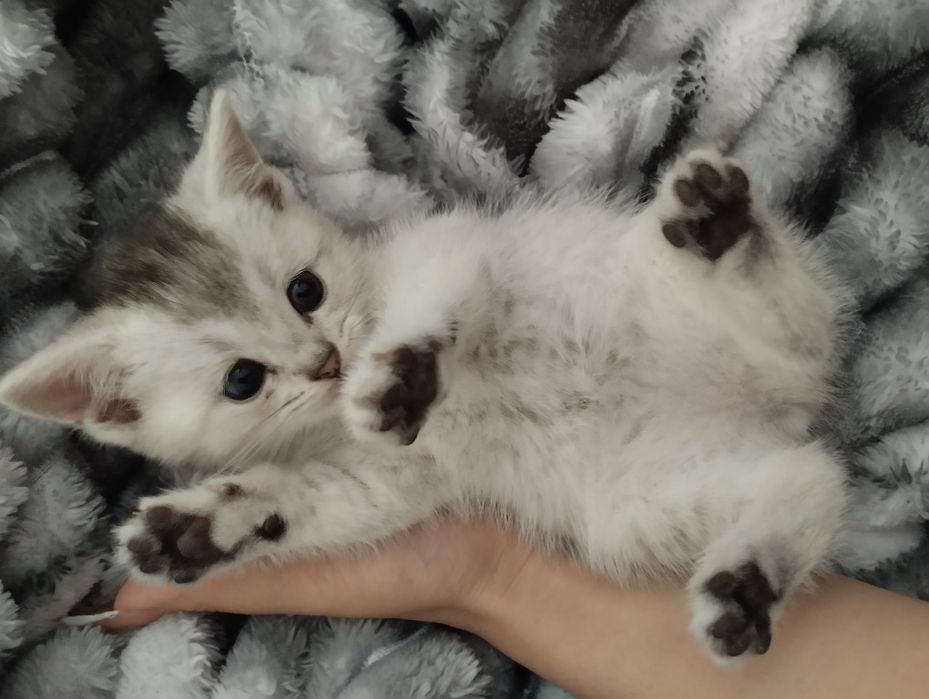 Породистые котята срочно