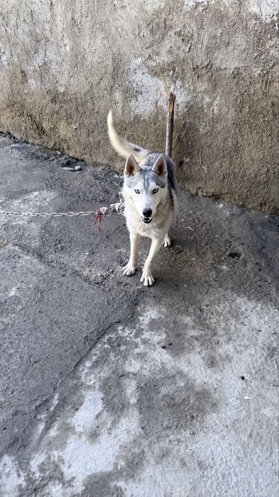 Сибирский хаски продаётся