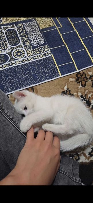 Котенок бесплатно