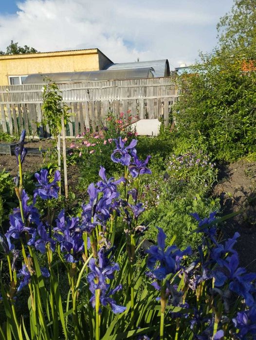 Продам дачу в обществе Борки