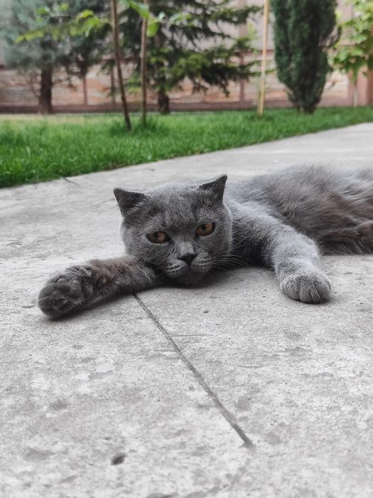 Men yalangoch qin va dumbani kordim