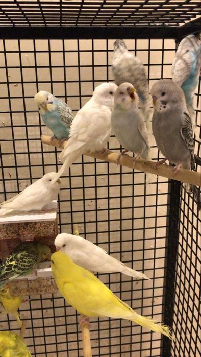 Папугайлар сатылады